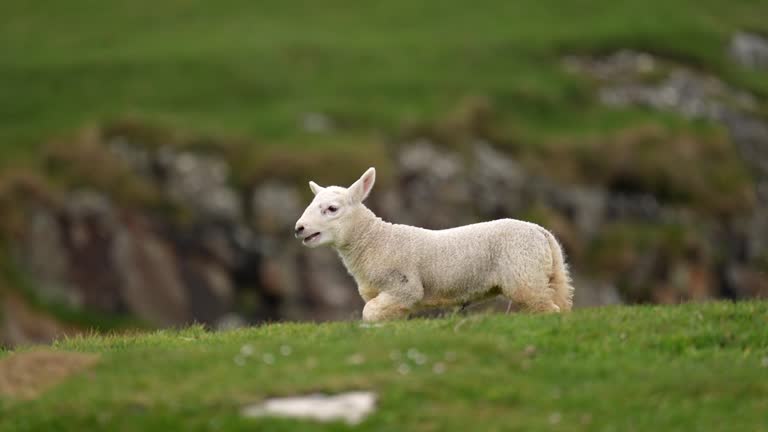 Lamb grazing on lush green grass, view of cliffs and the sea behind.