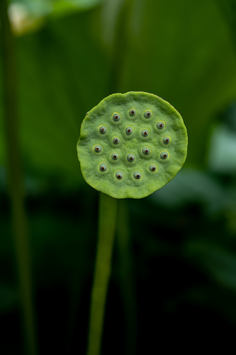 Close-up of the Green Lotus Seed