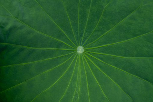 Close-up of Lotus Leaves