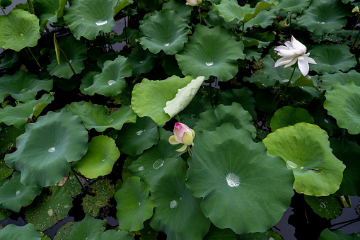 lotus flower blooming in summer pond with green leaves as background