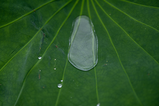 Close-up of Lotus Leaves and Water