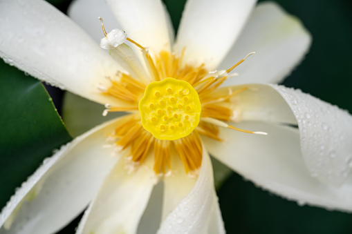 white beautiful tulips on green background