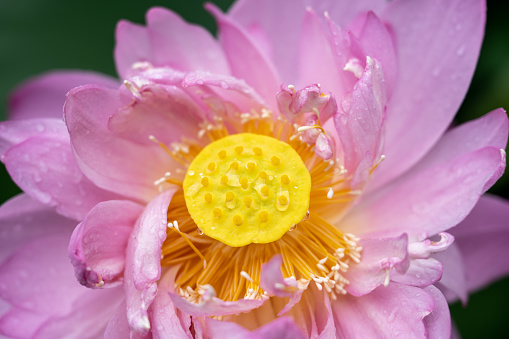 Close-up of pink blooming lotus flowers