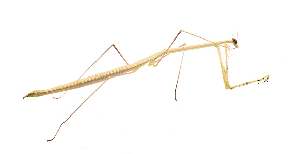 Thesprotia graminis, the American grass like mantis, is a species of native to the Southern United States. It is found in Florida and Georgia. Isolated on white background side profile view