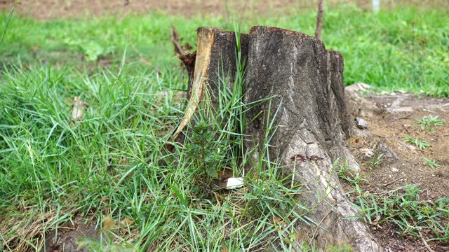 Tree Stump,