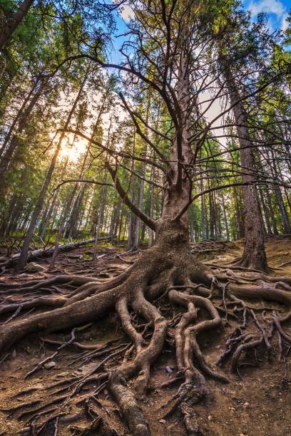 istock Grandfather Tree In Cochrane 1499622925