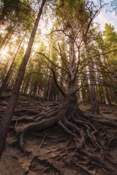 istock Sun Glowing Through The Grandfather Tree 1499622927