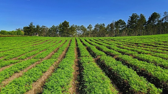 Beautiful vegetable plantation landscape with unique planting patterns