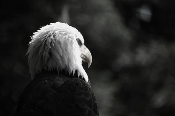 odległe schody bielika. - eagle animal bald eagle surveillance zdjęcia i obrazy z banku zdjęć