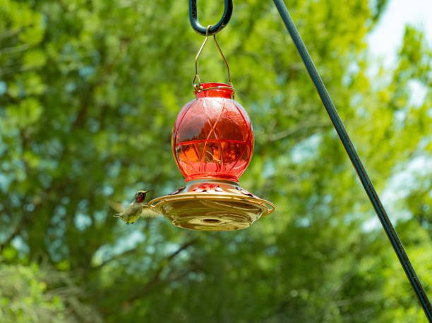 istock Hummingbird at the hummingbird feeder 1499632144