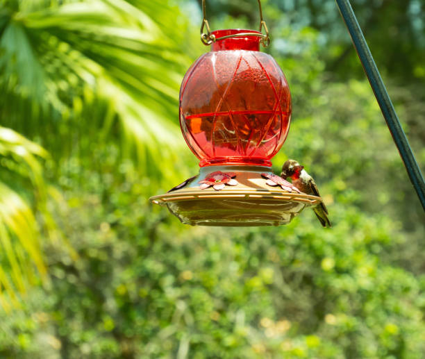 istock A hummingbird at a hummingbird feeder 1499632161