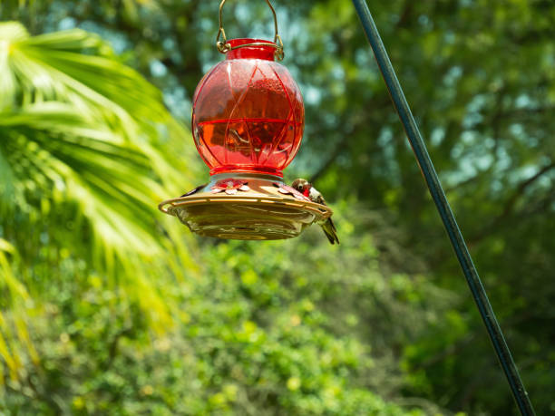 istock A small hummingbird drinking from a red feeder 1499632180