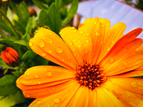 dew on the flower