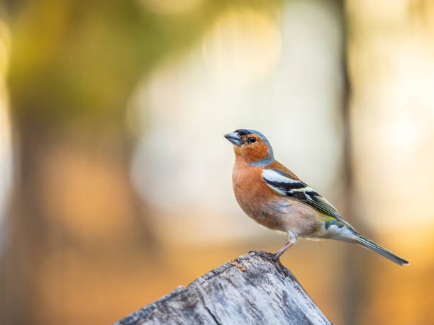 istock Common chaffinch, Fringilla coelebs, sits on a tree. Common chaffinch in wildlife. 1499634142