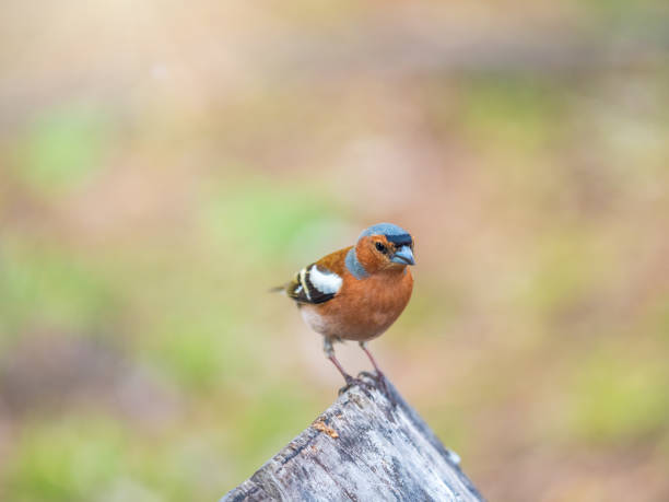 istock Common chaffinch, Fringilla coelebs, sits on a tree. Common chaffinch in wildlife. 1499634143