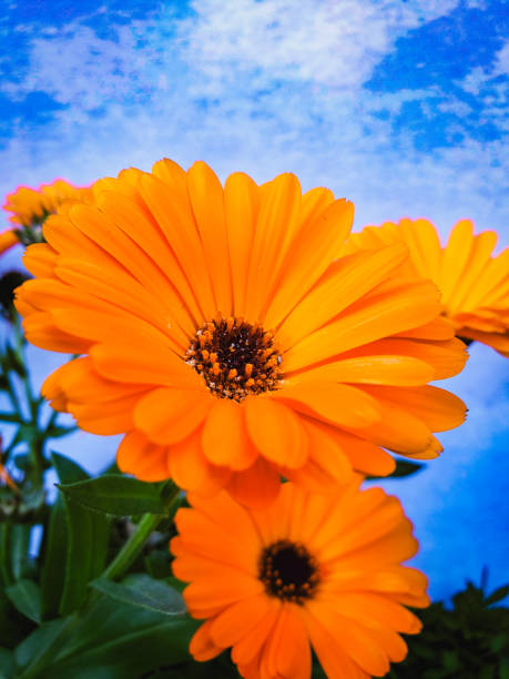 flor naranja floreciendo contra el cielo. - autumn blue botany clear sky fotografías e imágenes de stock