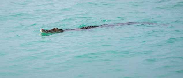 Crocodile swimming close to the shoreline, saltwater crocodile calmly moves on the turquoise color water surface.