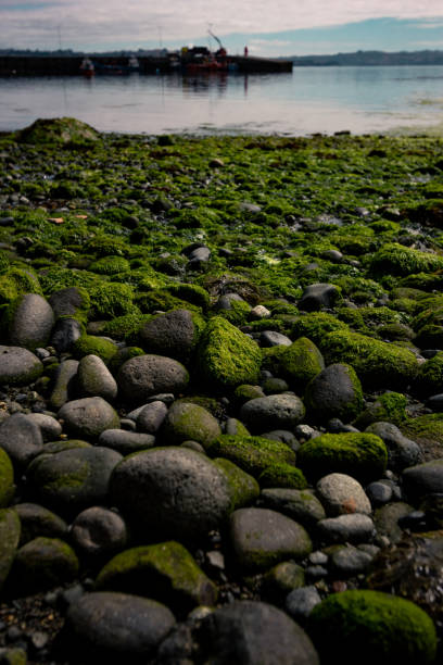 Texture of stones in Chiloe