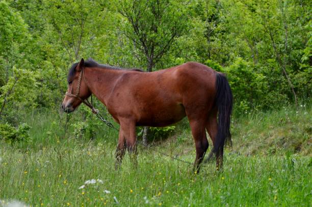 istock brown horse in the meadow 1499639319