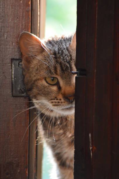 istock the cat peeks at the door 1499639744