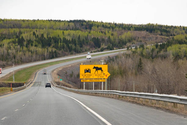 istock yellow moose road sign highway 1499640939