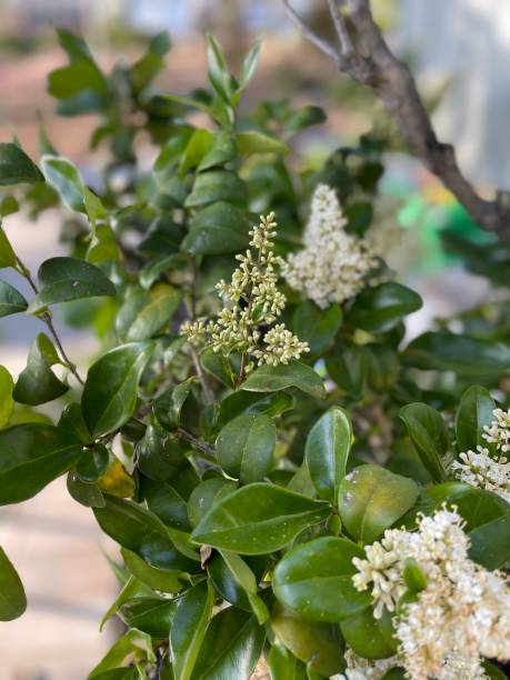 privet tree blooms privet tree blooms privet stock pictures, royalty-free photos & images