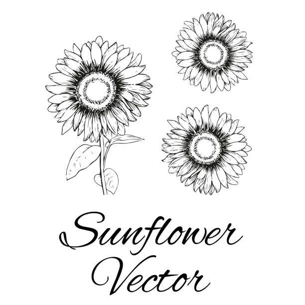 Sunflower hand drawn vector. Floral ink pen sketch. Black and white clipart. Realistic wildflower freehand drawing. Isolated monochrome floral design element. Sketched outline Use for, Art and Designing . Sunflower hand drawn vector. Floral ink pen sketch. Black and white clipart. Realistic wildflower freehand drawing. Isolated monochrome floral design element. Sketched outline weed stamp stock illustrations
