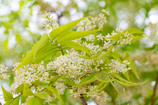 neem tree flower closeup
