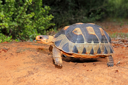 A small angulate tortoise (Chersina angulata) in natural habitat, South Africa