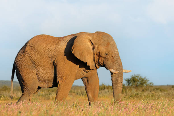 istock Large African elephant bull (Loxodonta africana), Etosha National Park, Namibia 1499642473