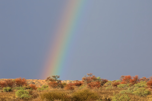 Desert landscape with a colorful rainbow in stormy sky, Kalahari desert, South Africa
