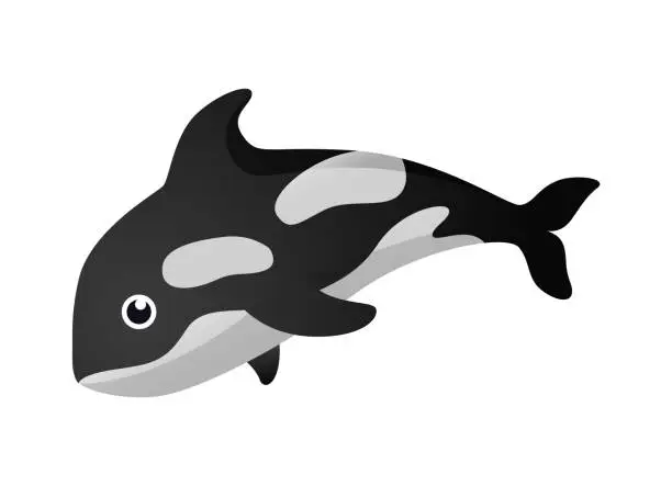 Vector illustration of Killer whale ( Orca ) cartoon character . Vector .