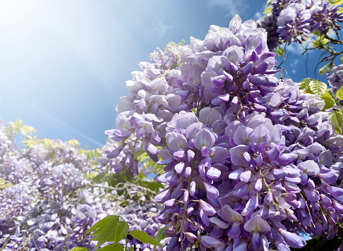 Clusters of wisteria flowers in spring.