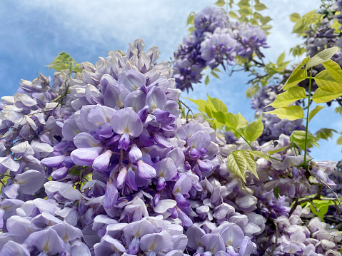 Wisteria sinensis: a beautiful violet climbing plant in a garden in spring, Netherlands, Europe