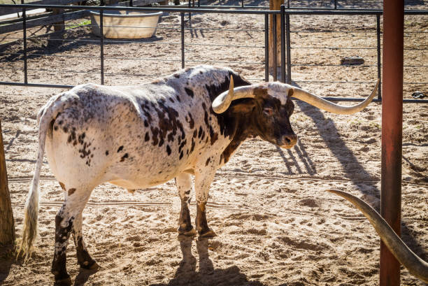 Long-horned bull of the Texas breed in the paddock
