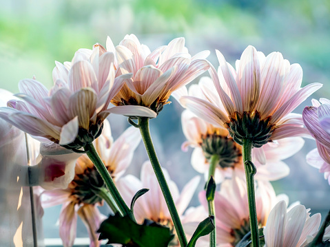 bouquet of delicate pale pink chrysanthemums on a light background