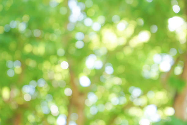 istock Natural green bokeh from tree abstract background 1499651038
