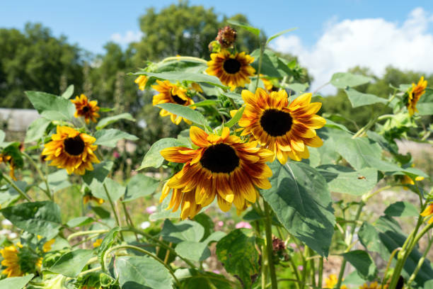 istock Sunflowers on a sunny summer day 1499652055