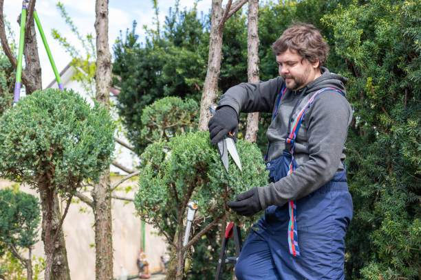 istock Male gardener pruning juniper with scissors, secateur. Making topiary. 1499652799