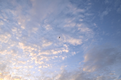 A bird flies through the blue and golden sky with clouds