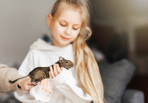 istock Young girl playing with small animal degu squirrel. 1499654980