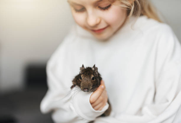 istock Little girl playing with small animal degu squirrel. 1499654983