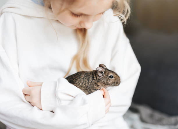 istock Young girl playing with small animal degu squirrel. 1499654984