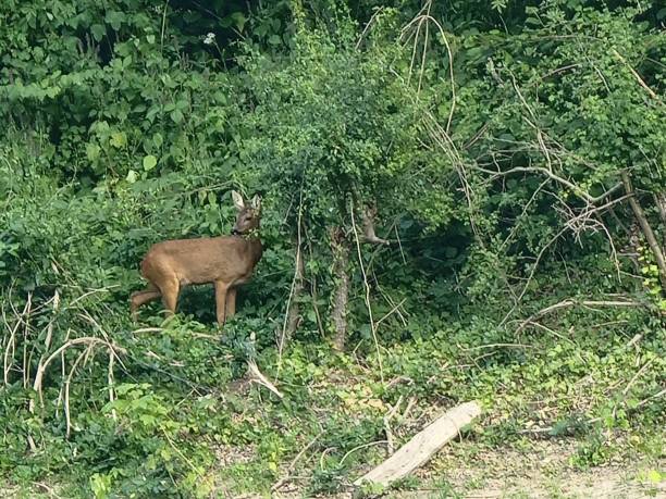 istock Alert and Agile: Majestic Deer Amidst Verdant Greenery 1499655939