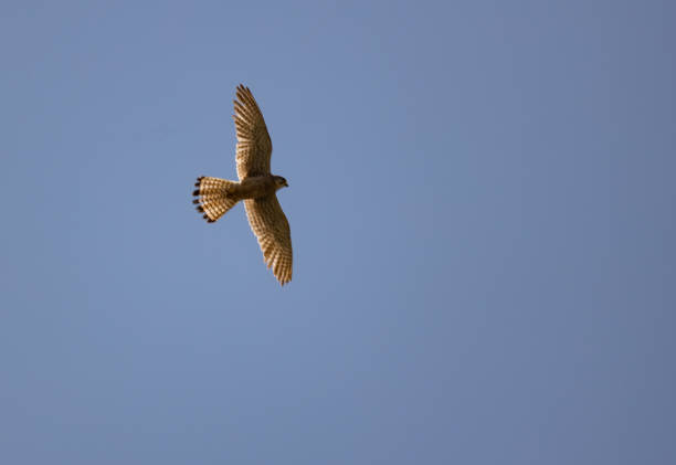 istock Falconinae, tinnunculus, bird, animal, wild, fly, nature 1499656818