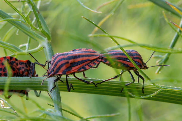 Strip bug climbs high on a dill stalk, against green background