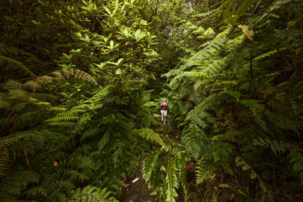istock Smiling female backpacker among greenery in the forest. 1499659420