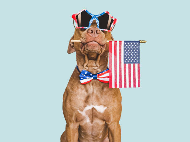 Cute brown puppy, sunglasses and American Flag Cute brown puppy, sunglasses and American Flag. Travel preparation and planning. Close-up, indoors. Studio shot. Concept of care, education, obedience training and raising pet american dog stock pictures, royalty-free photos & images