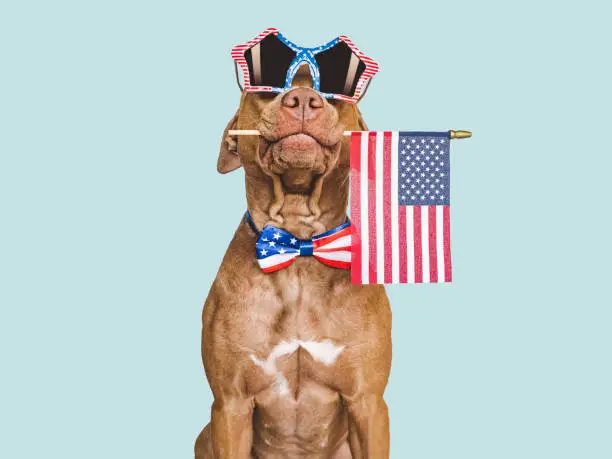 Cute brown puppy, sunglasses and American Flag. Travel preparation and planning. Close-up, indoors. Studio shot. Concept of care, education, obedience training and raising pet