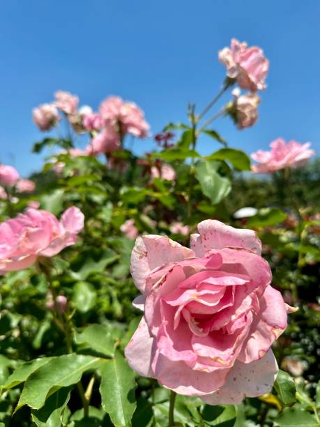 istock Roses in Tokyo Japan 1499662402